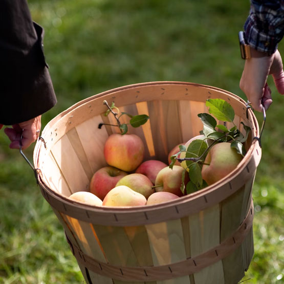 Two people holding basket of apples