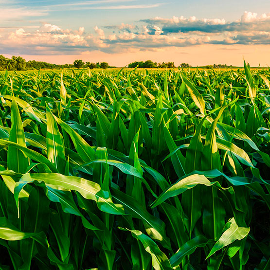 Illinois farm